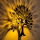 Væglampe HEART TREE 1xE27/40W/230V sort